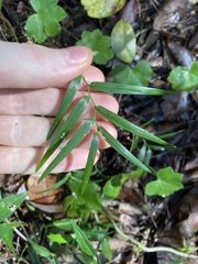 Geitonoplesium cymosum