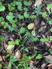 Geitonoplesium cymosum