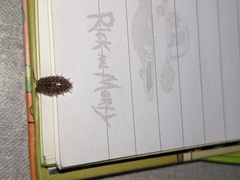 Protracheoniscus politus