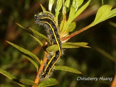 Taicallimorpha albipuncta