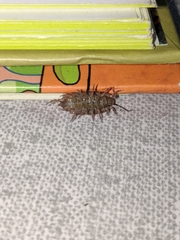 Protracheoniscus politus