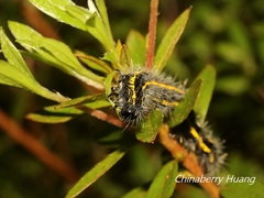 Taicallimorpha albipuncta