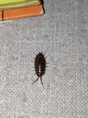 Protracheoniscus politus