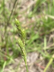 Carex vexans