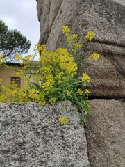 Isatis tinctoria