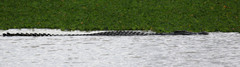 Crocodylus niloticus africanus