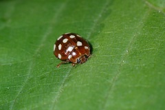 Calvia quatuordecimguttata