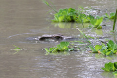 Crocodylus niloticus africanus