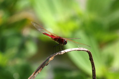 Urothemis assignata