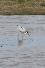 Recurvirostra avosetta