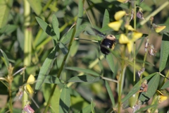 Xylocopa grisescens