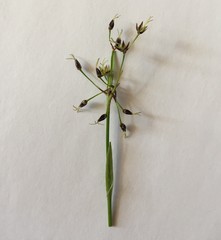 Luzula pilosa