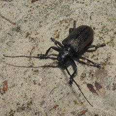 Ceroplesis ferrugator