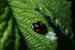 Harmonia axyridis