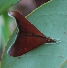 Hemiscopis sanguinea