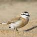 White-fronted Plover - Photo (c) Peter Vos, some rights reserved (CC BY-NC), uploaded by Peter Vos