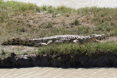 Crocodylus niloticus africanus