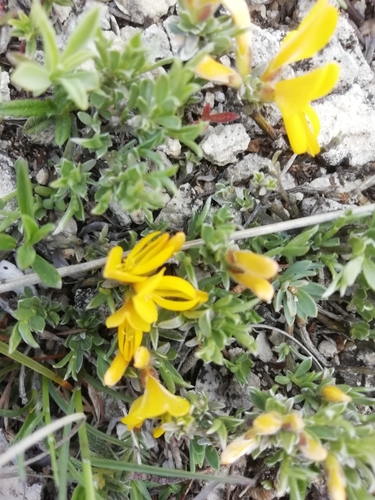 Image of Genista albida by (c) Максим Шумских, some rights reserved (CC BY)