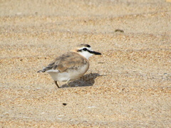 Charadrius marginatus mechowi