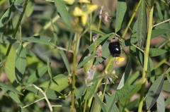 Xylocopa grisescens