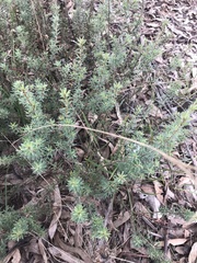 Pultenaea subspicata