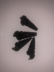 Tympanotonos fuscatus