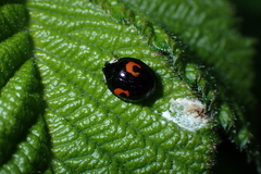 Harmonia axyridis