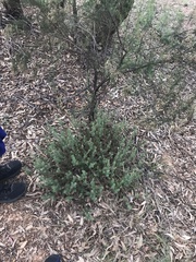 Pultenaea subspicata