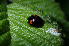 Harmonia axyridis