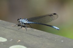 Bayadera brevicauda