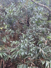Myrsine seguinii