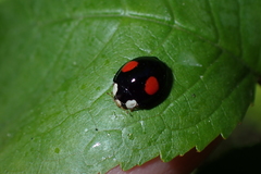 Harmonia axyridis