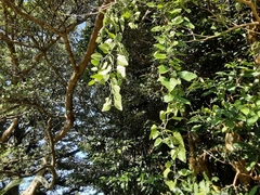 Cissus fragilis