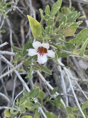 Petalidium aromaticum