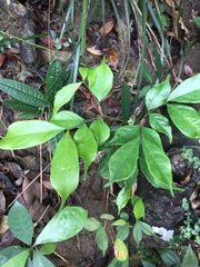 Archidendron lucidum