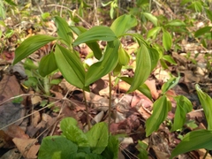 Polygonatum involucratum