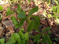 Polygonatum involucratum