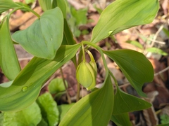 Polygonatum involucratum