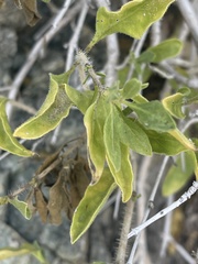 Petalidium aromaticum