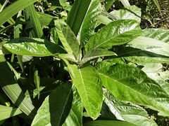 Solanum giganteum