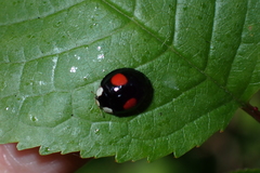 Harmonia axyridis