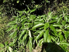 Solanum giganteum