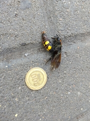 Megascolia maculata maculata