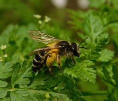 Andrena denticulata