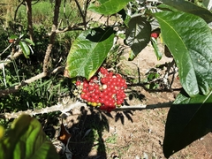 Solanum giganteum