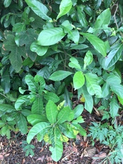 Psychotria asiatica