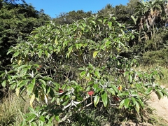 Solanum giganteum