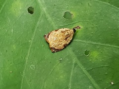 Sycacantha inopinata