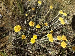 Helichrysum auriceps