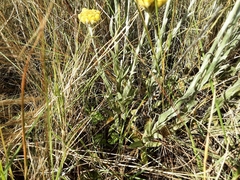 Helichrysum auriceps